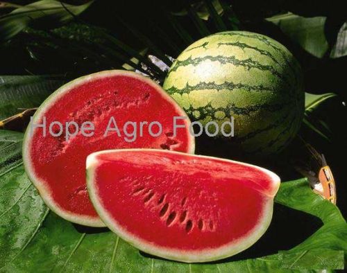 Watermelon Feature : Good For Health, Non Harmful