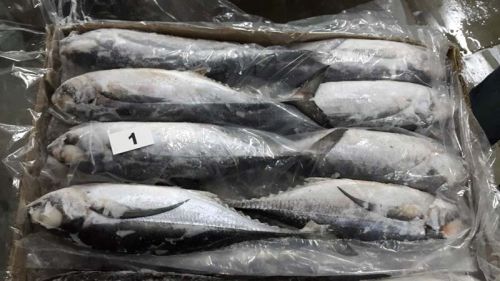 Frozen Horse Mackerel Fish