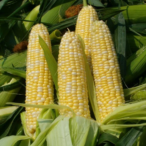 Yellow maize, Storage : Cool, Dry Place