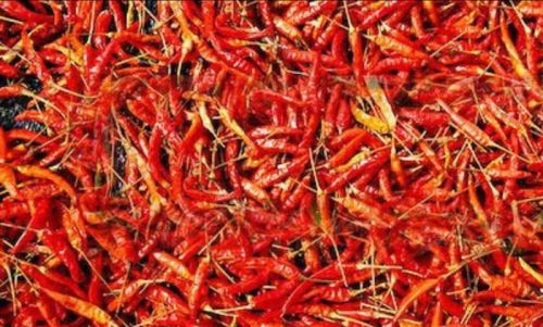 Organic Dry Chilli, Shelf Life : 1year
