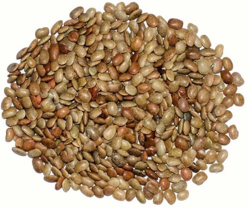 Organic Horse Gram, Shelf Life : 1year