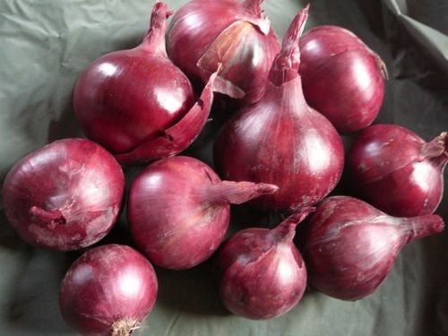 Farm Fresh Onion