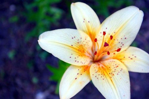 Fresh Lily Flowers