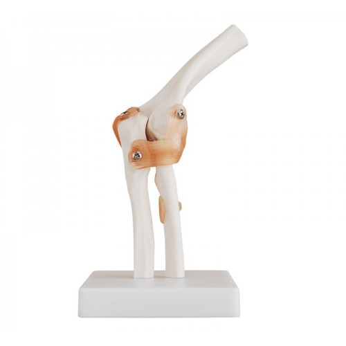 Life-Size Elbow Joint