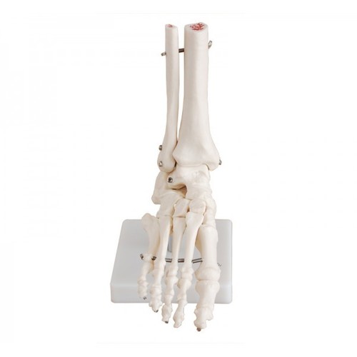 Life-Size Foot Joint