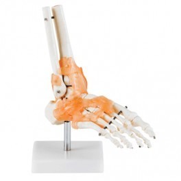 Life-Size Foot Joint With Ligaments