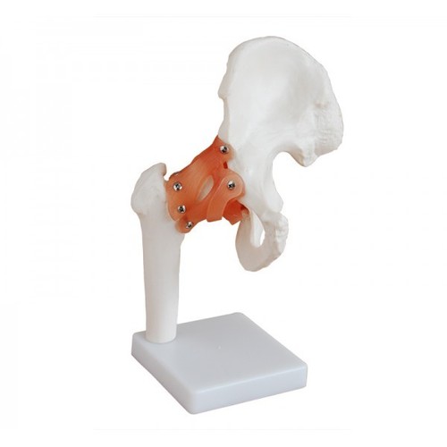 Life-Size Hip Joint