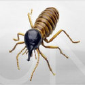 Termite Control Services