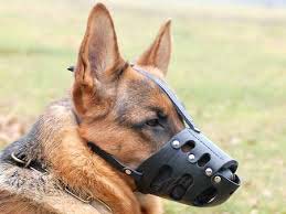 Dogs Muzzle