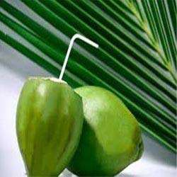 Common Tender Coconut, Color : Green