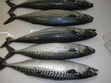 Atlantic Mackerel