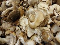 Shiitake Mushroom, Color : Brown, Packaging Type : Punnets