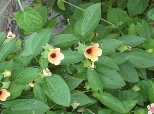 Organic Alata Leaves, For Medicinal Use