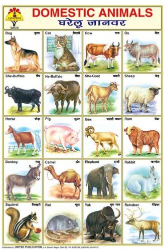 20x30 Educational Charts