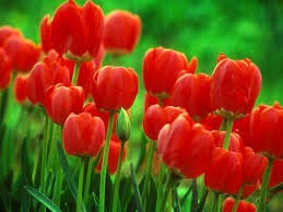 Fresh Tulip Flowers