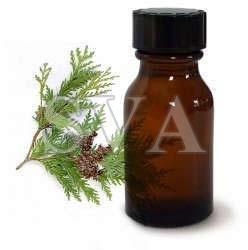 Cedar Leaf Oil