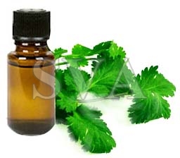 Coriander Oil