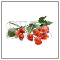 Rose Hip Oil