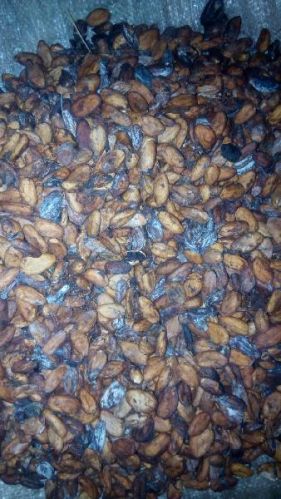 Cocoa beans, Packaging Type : High Grade Packaging