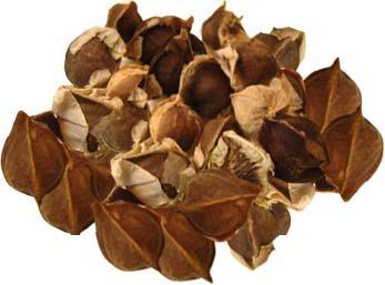 Organically Produced moringa seeds for Shelf Stability