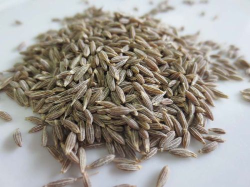 Cumin seeds, Moisture : 9%