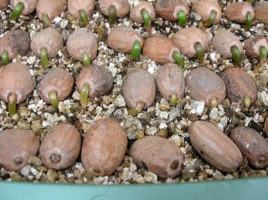 Encephalartos Seeds