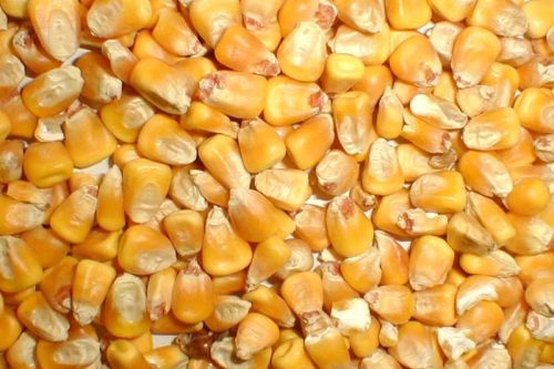 Maize