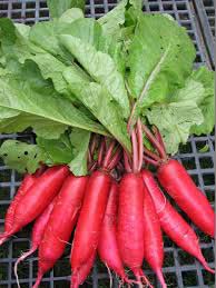 Fresh Red Radish