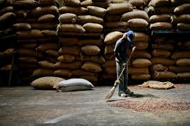 Cocoa beans, Material : Cocoa Beans