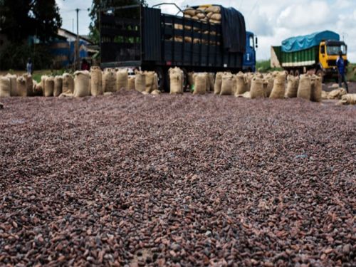 Forastero Beans for Agriculture Use