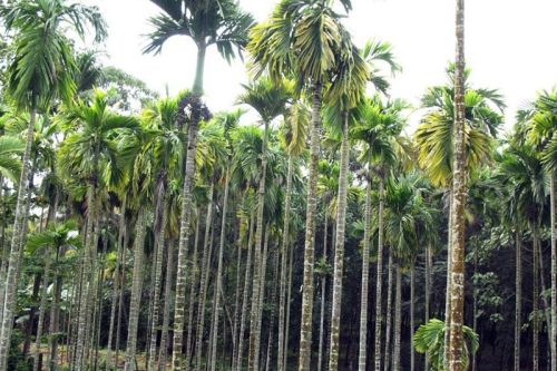 Areca Palm Plates