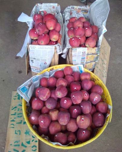 Kashmirifruits Apple, Color : Red