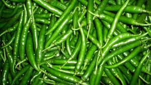 Fresh green chilli, Storage : Refrigerate In Airtight Container