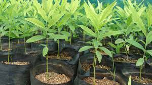 Green Sandalwood Plants