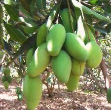 Mango Plants