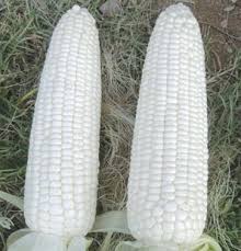White Corn