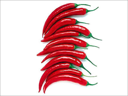 Indian Red Chilli