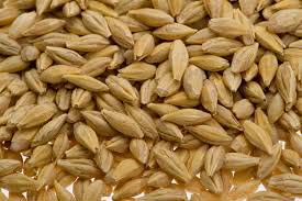 Barley Seeds, Packaging Type : 50KG/Sack