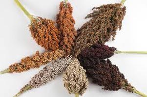 Sorghum, Packaging Type : White & Red for Sweet