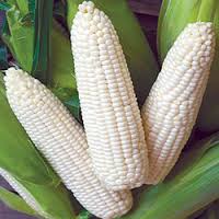 White Corn, Condition : Dried