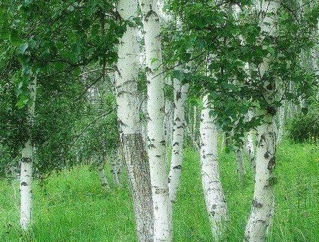 Birch Bark Extract