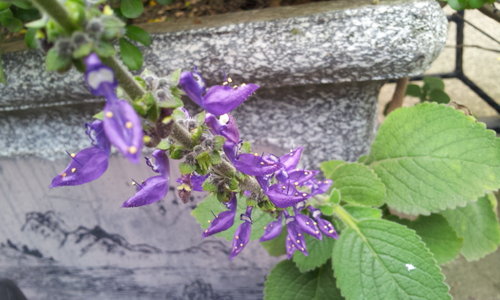 Coleus Forskohlii Extract Forskolin