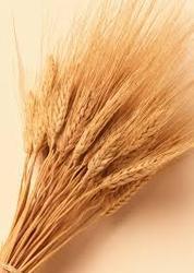 Wheat (Different Types)