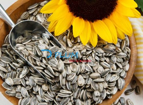 Sunflower Seeds