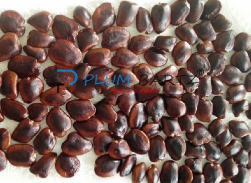 Tamarind Seeds