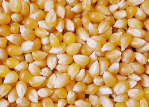 Maize Seeds, Nutrition Facts : High In Fiber And Protein
