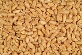 Wheat seeds, Purity : 100%