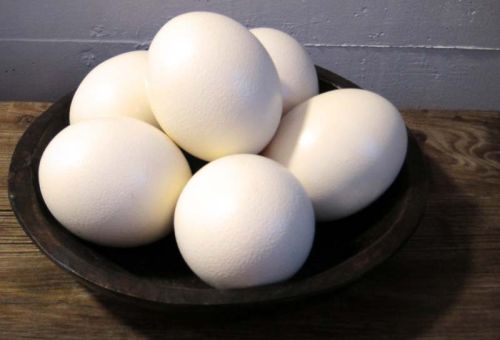 Ostrich Eggs