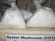 Oyster Mushroom Spawn