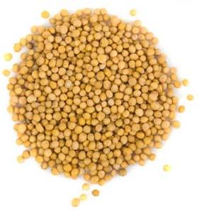 Mustard Seeds